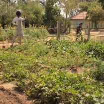 Nadukuppam School Garden