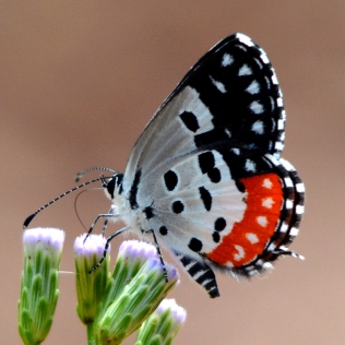 Red Pierrot butterfly, photo: Bubesh Guptha