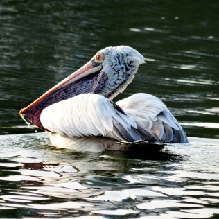 Grey Pelican, photo: Bubesh Guptha